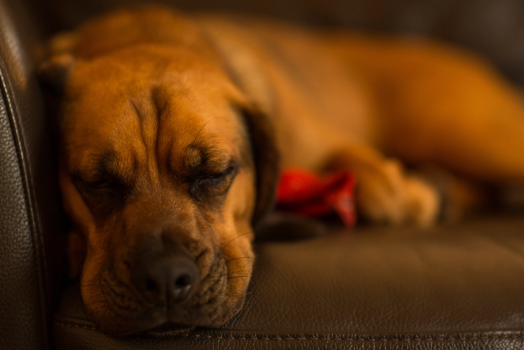 Comfortable Sleeping Spots: Cozy, Safe Retreats (image credits: rawpixel)