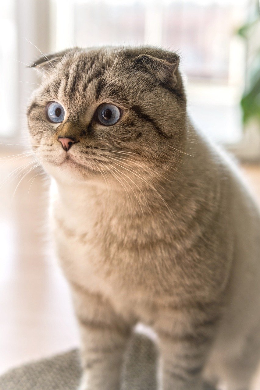 Scottish Fold: The Sweet-Natured Observer (image credits: pixabay)