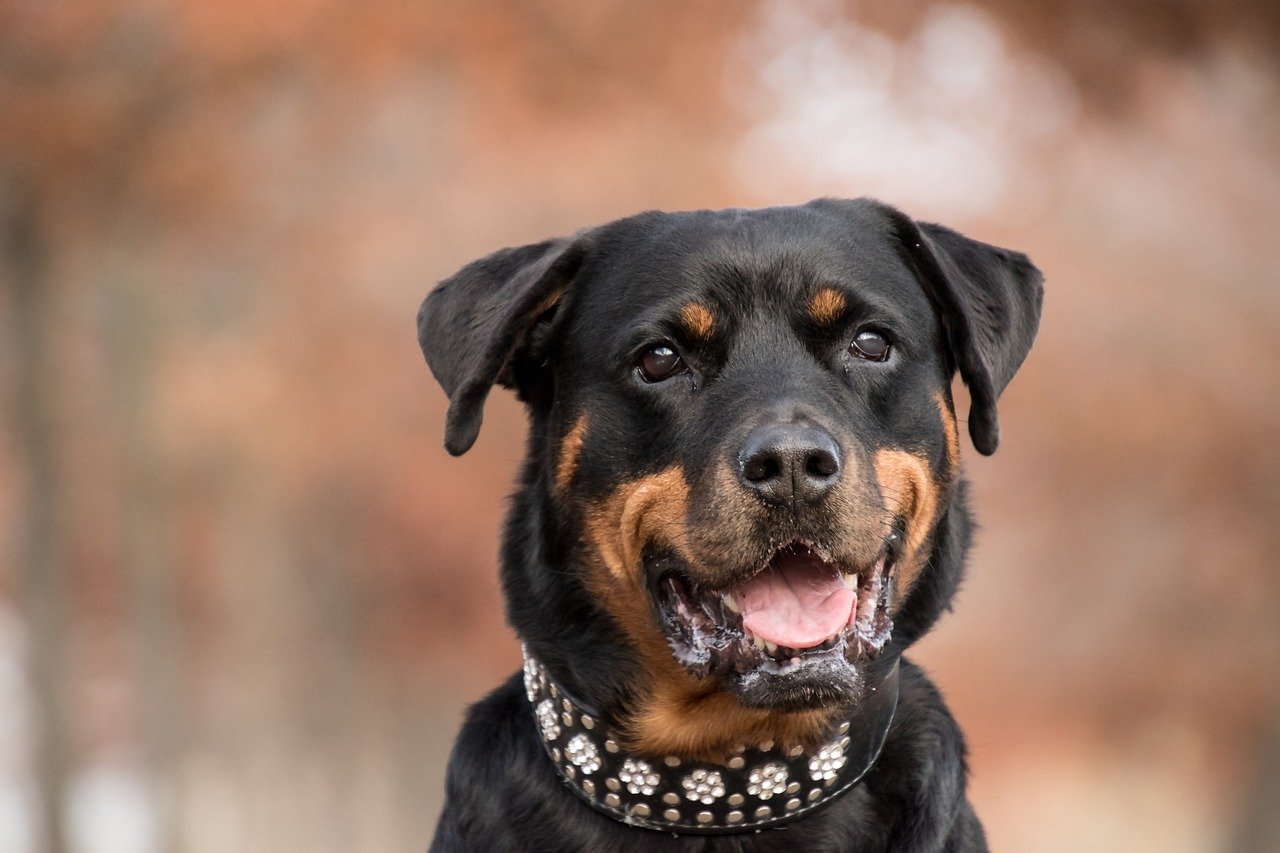 Overly Tight Collars or Harnesses: Physical Discomfort (image credits: pixabay)
