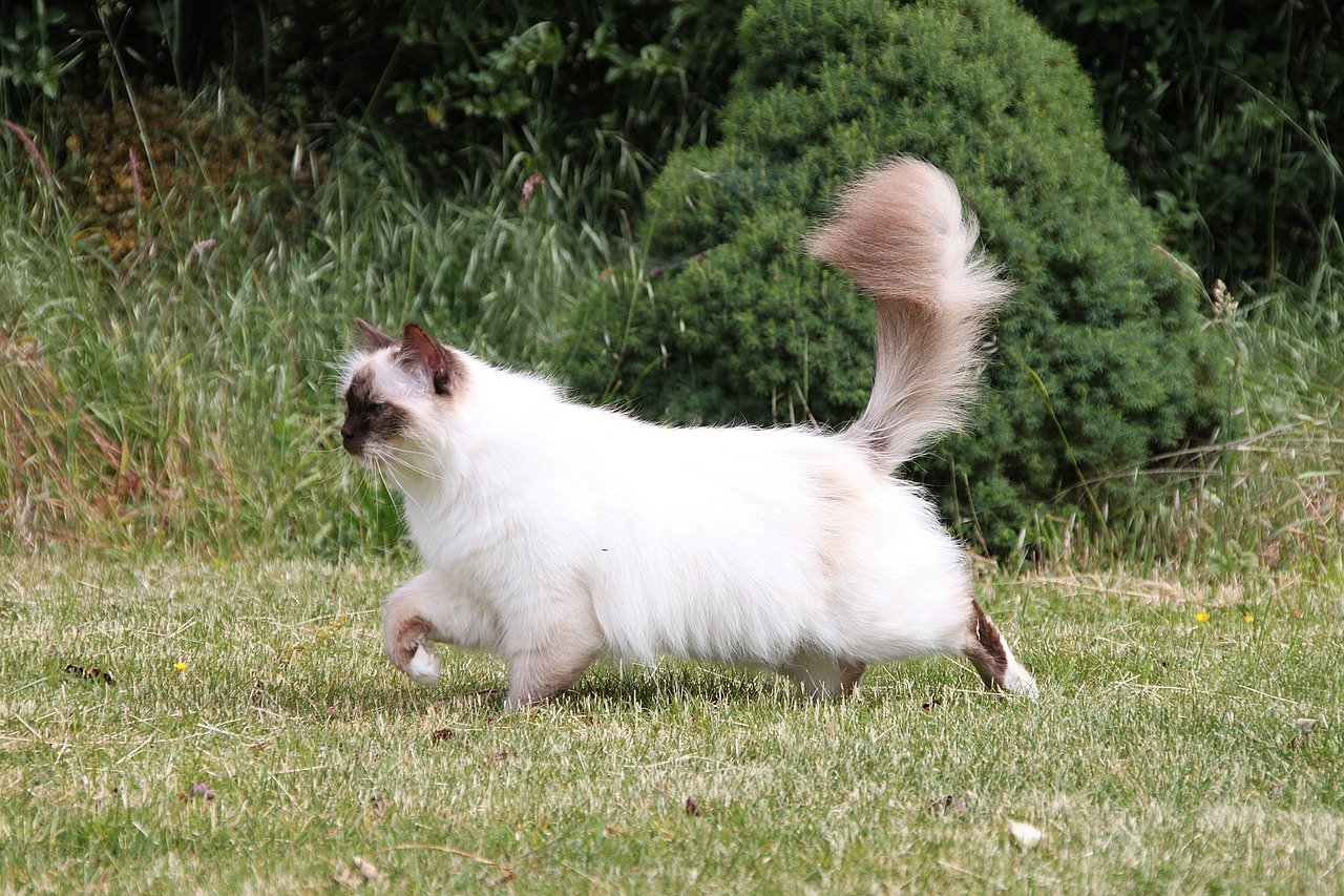 Birman: The Gentle Soul with Sapphire Eyes (image credits: pixabay)