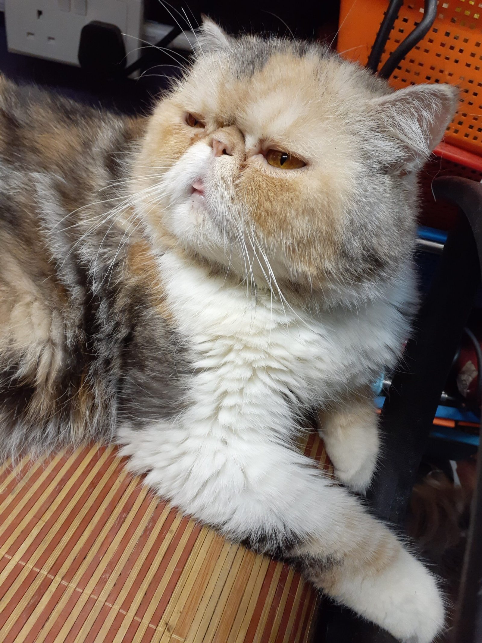 Exotic Shorthair: The Plush, Peaceful Companion (image credits: wikimedia)