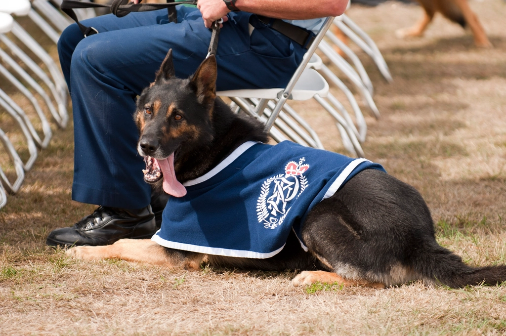 German Shepherd: The Courageous Protector (image credits: rawpixel)