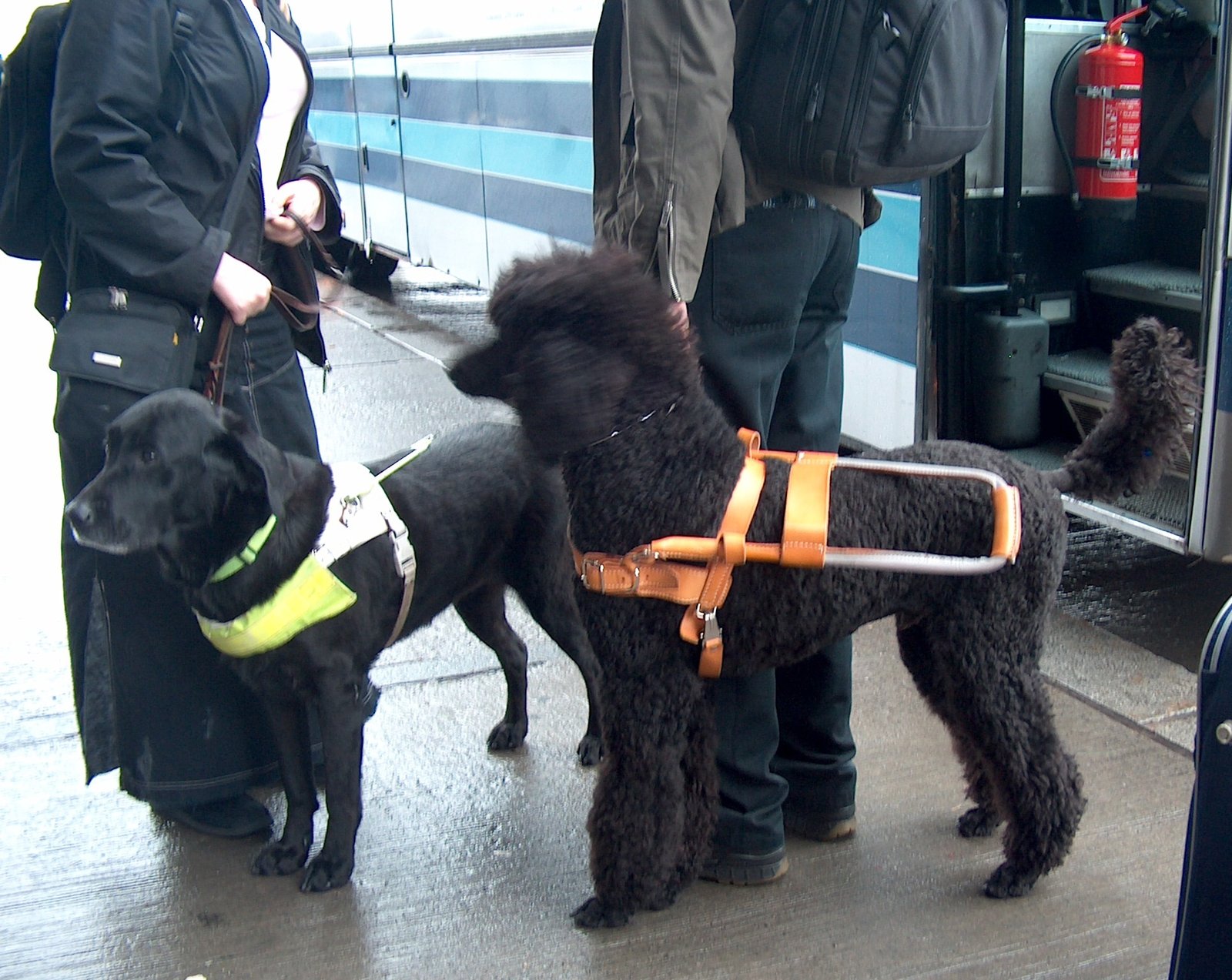 Standard Poodle: The Hypoallergenic Helper (image credits: wikimedia)