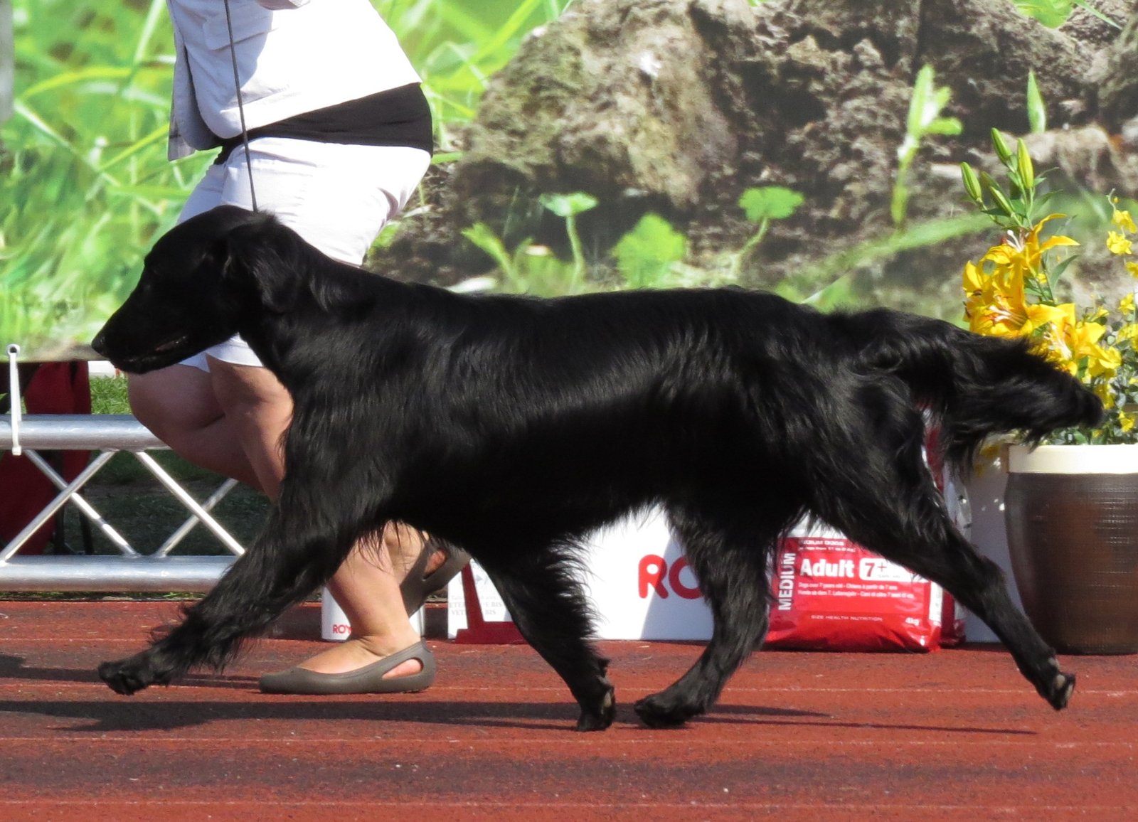 Flat-Coated Retriever: The Eternal Optimist (image credits: wikimedia)