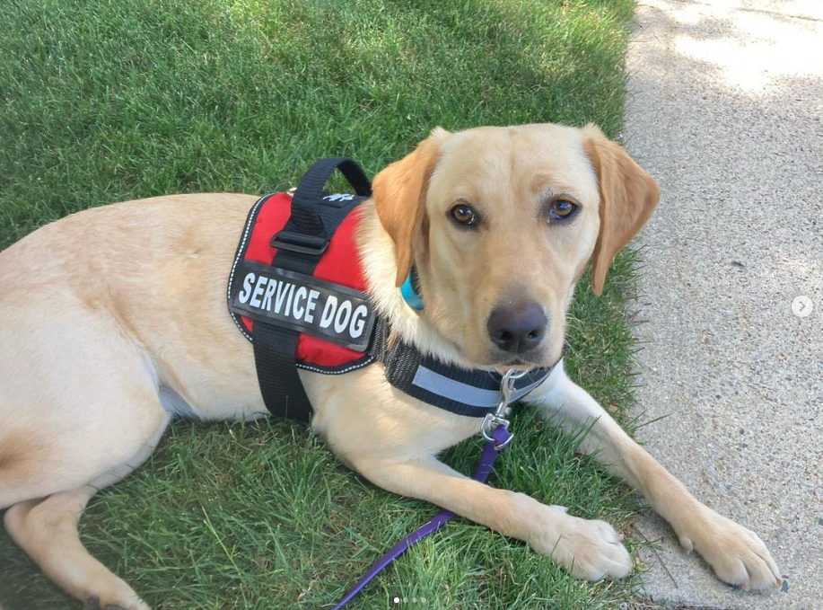 Labrador Retriever: The Gold Standard of Service (image credits: wikimedia)