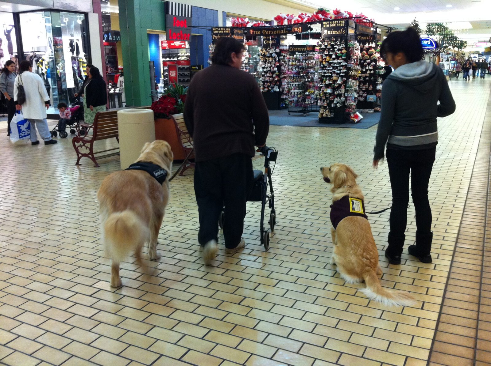 Golden Retriever: Gentle Hearts with Powerful Noses (image credits: wikimedia)