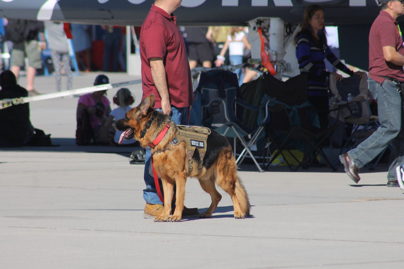 German Shepherd: Loyal Protectors with Acute Senses (image credits: wikimedia)