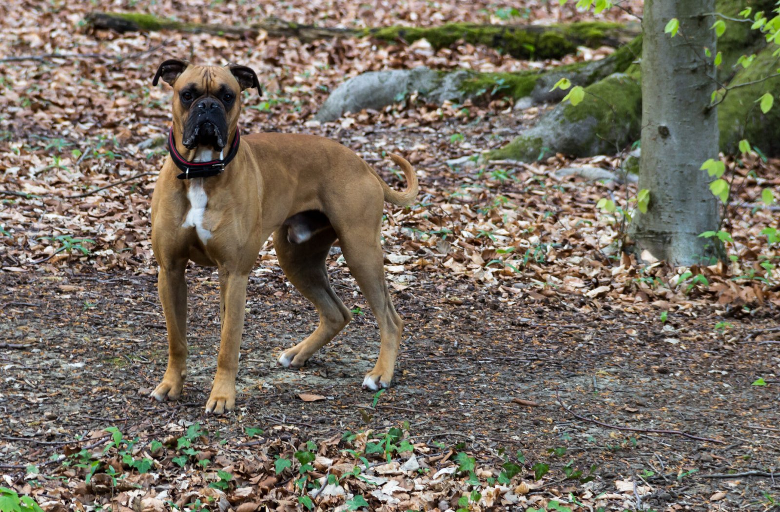 Boxer: Playful Spirits with Big Hearts (image credits: wikimedia)