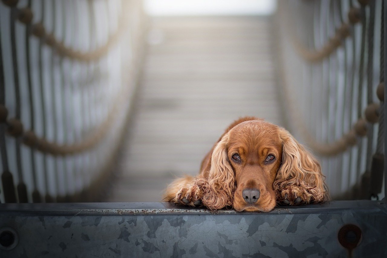 Cocker Spaniel: Sensitive Souls with Sharp Noses (image credits: pixabay)