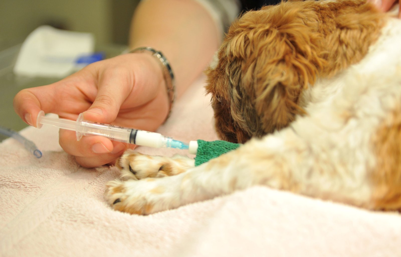 Health Matters: Common Shih Tzu Health Concerns (image credits: wikimedia)
