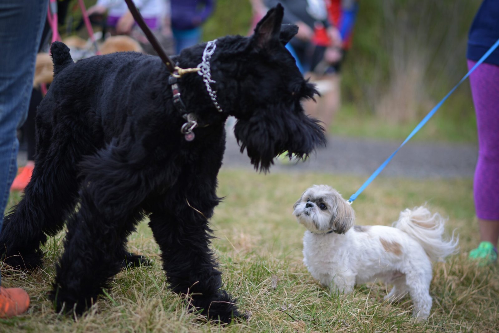Shih Tzus and Families: Are They Good with Kids and Other Pets? (image credits: wikimedia)