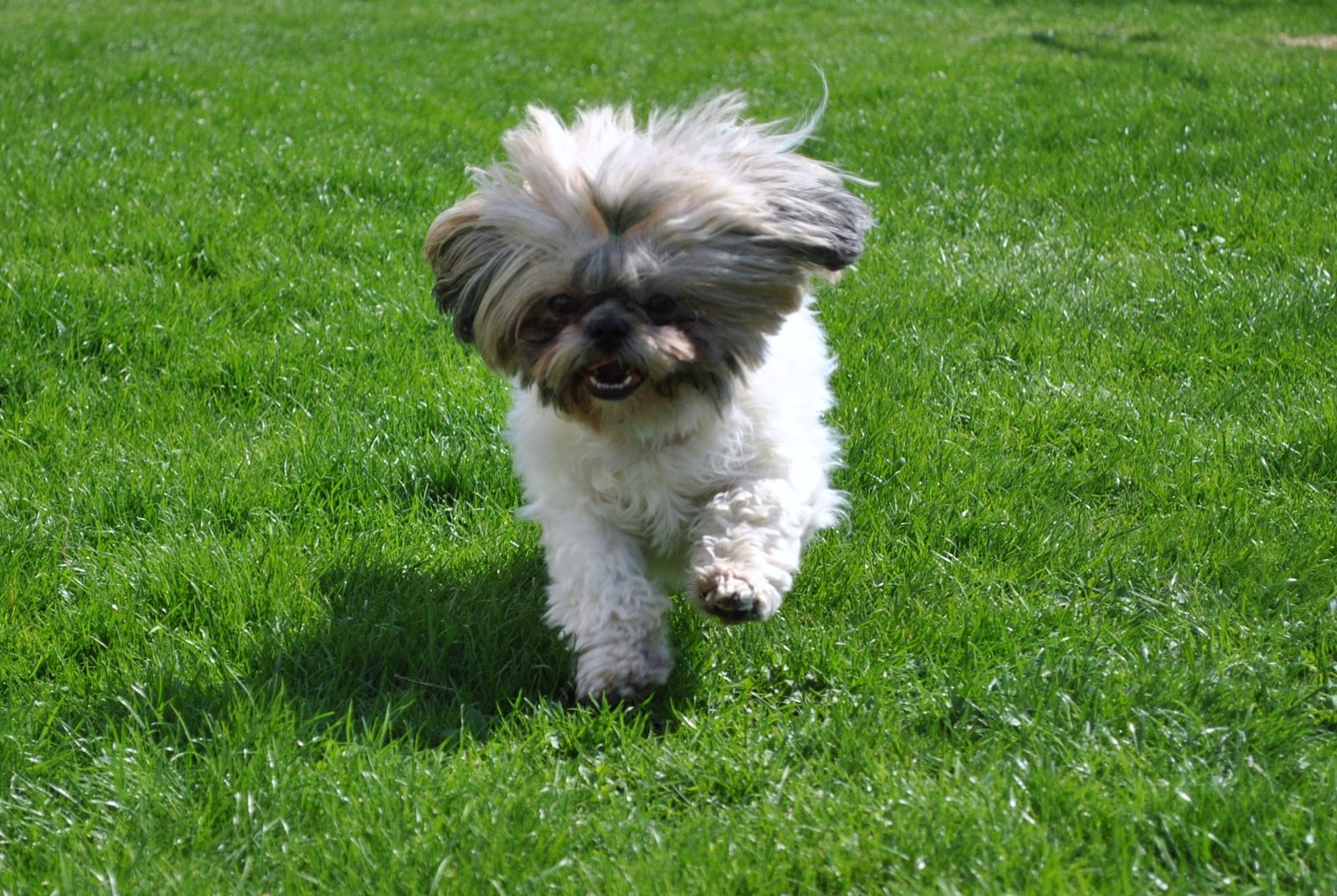 Making the Decision: Is a Shih Tzu Right for You? (image credits: wikimedia)