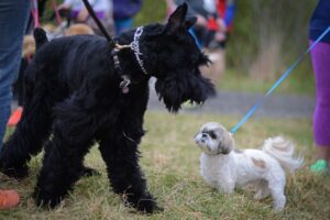Is a Shih Tzu the Companion You’ve Been Looking For?