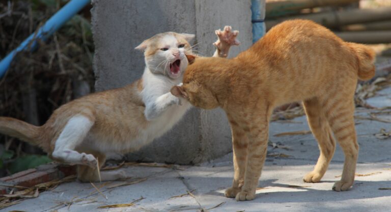 How to Stop Your Cats From Fighting