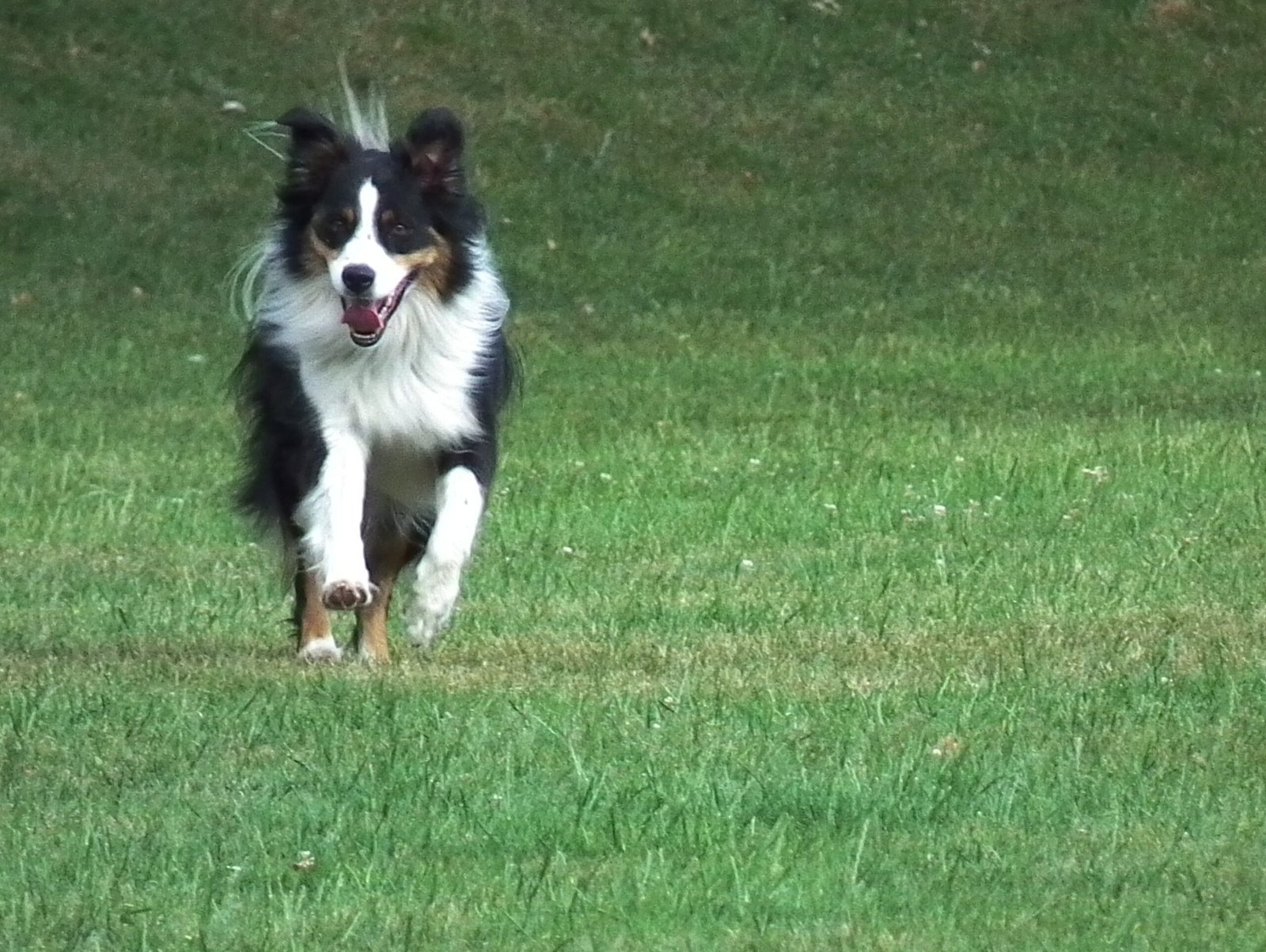 Natural Love for Running (image credits: wikimedia)