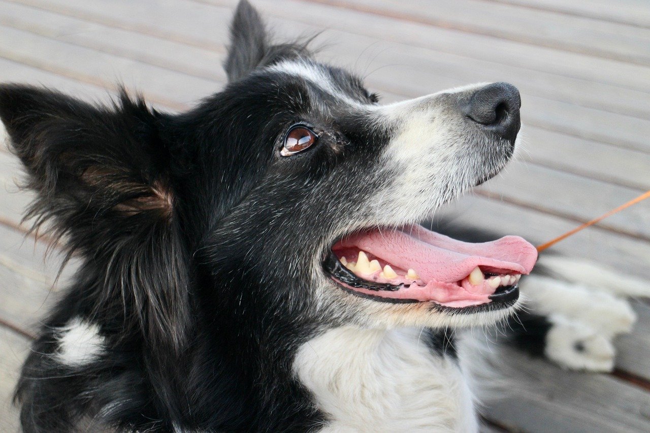 Frustrating Habit 5: Tendency to Outthink Their Owners (image credits: pixabay)