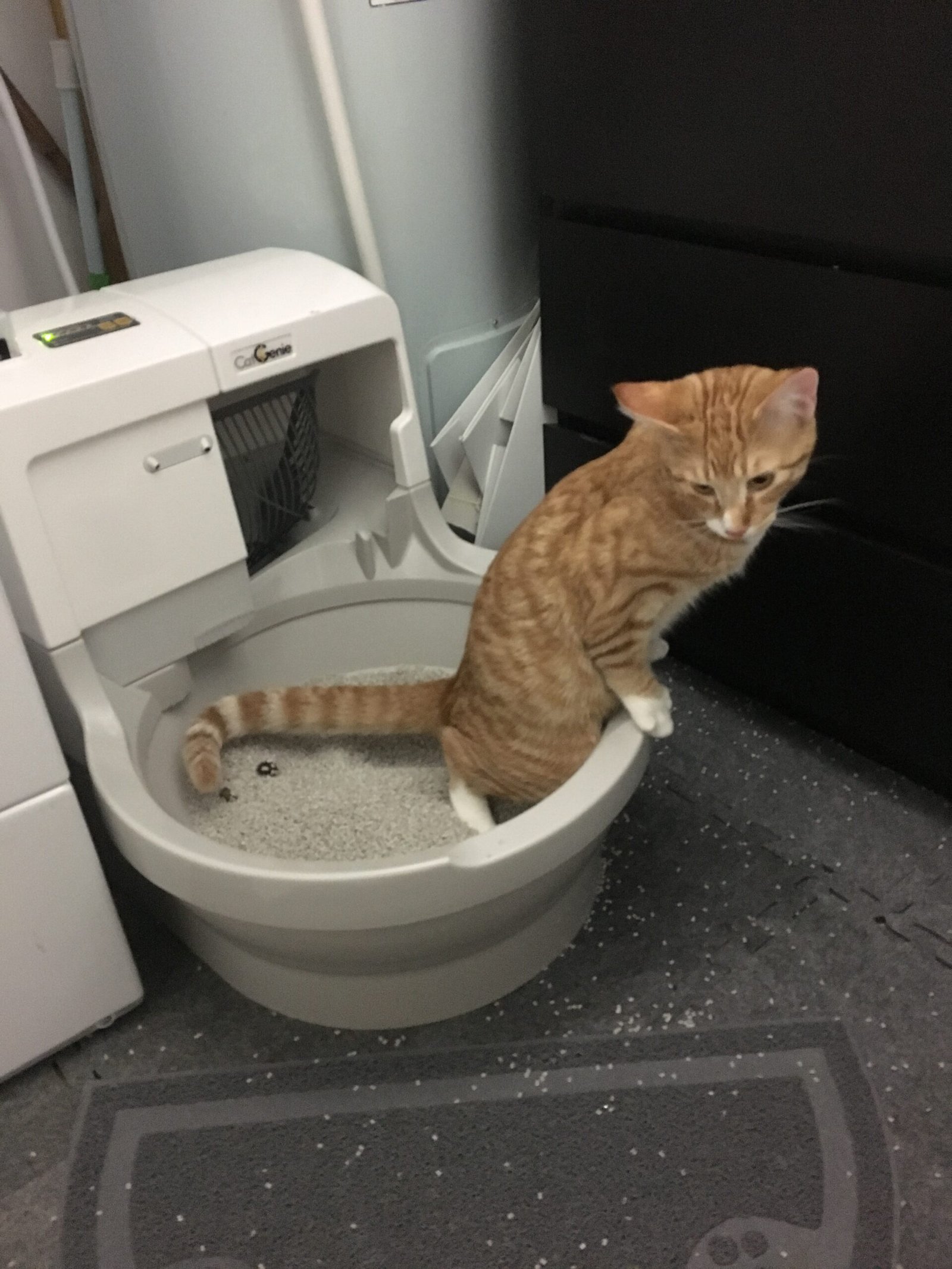 Never Neglect Litter Box Hygiene (image credits: wikimedia)