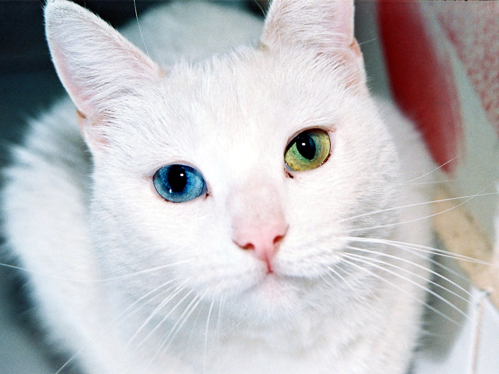 Cats Don’t See the World in Black and White (image credits: wikimedia)