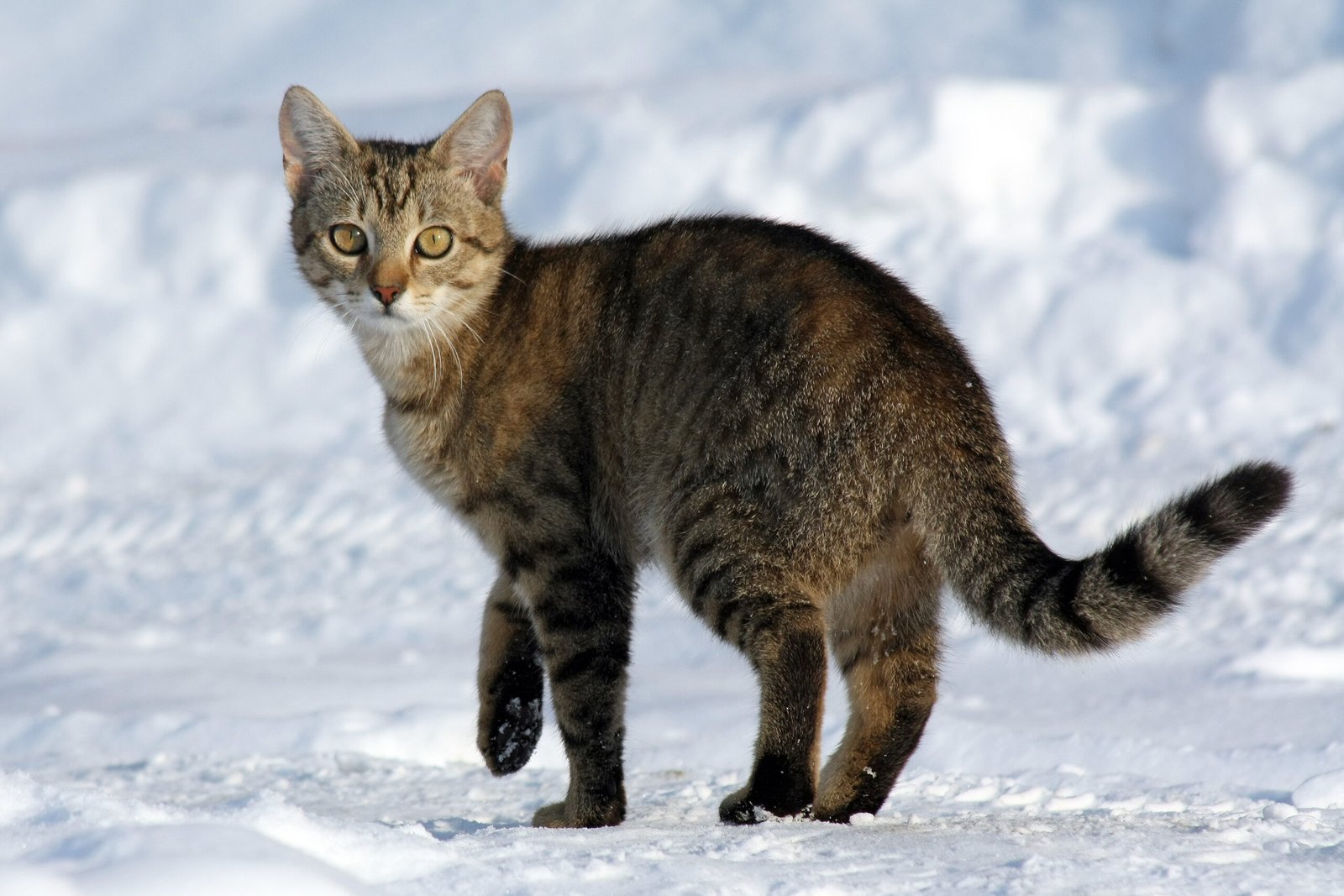 Cats Have a Wider Field of View (image credits: wikimedia)