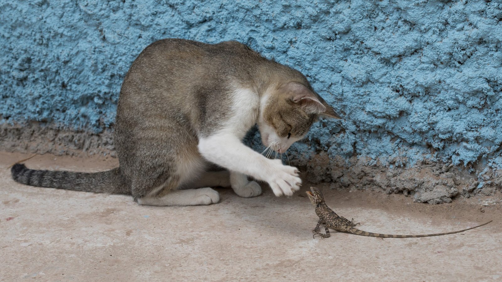 Motion Detection is Their Specialty (image credits: wikimedia)