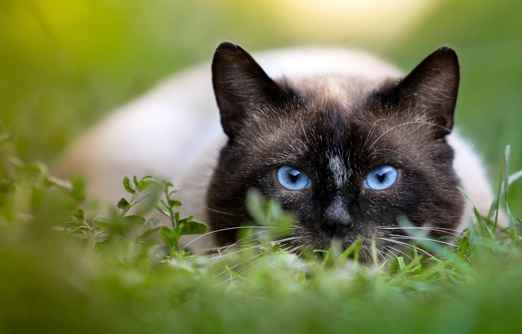 Cats Are Nearsighted (image credits: rawpixel)