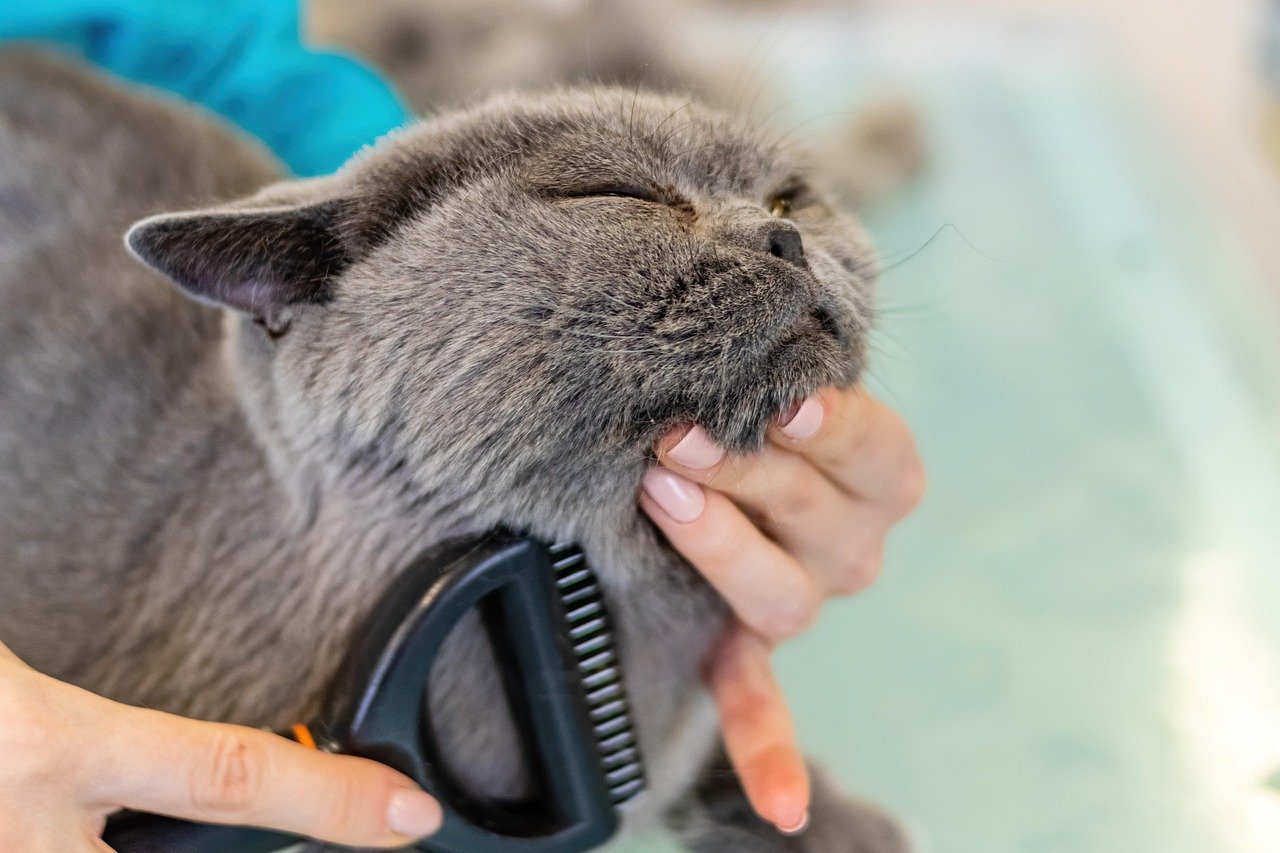 Consistent Grooming and Petting Time (image credits: pixabay)