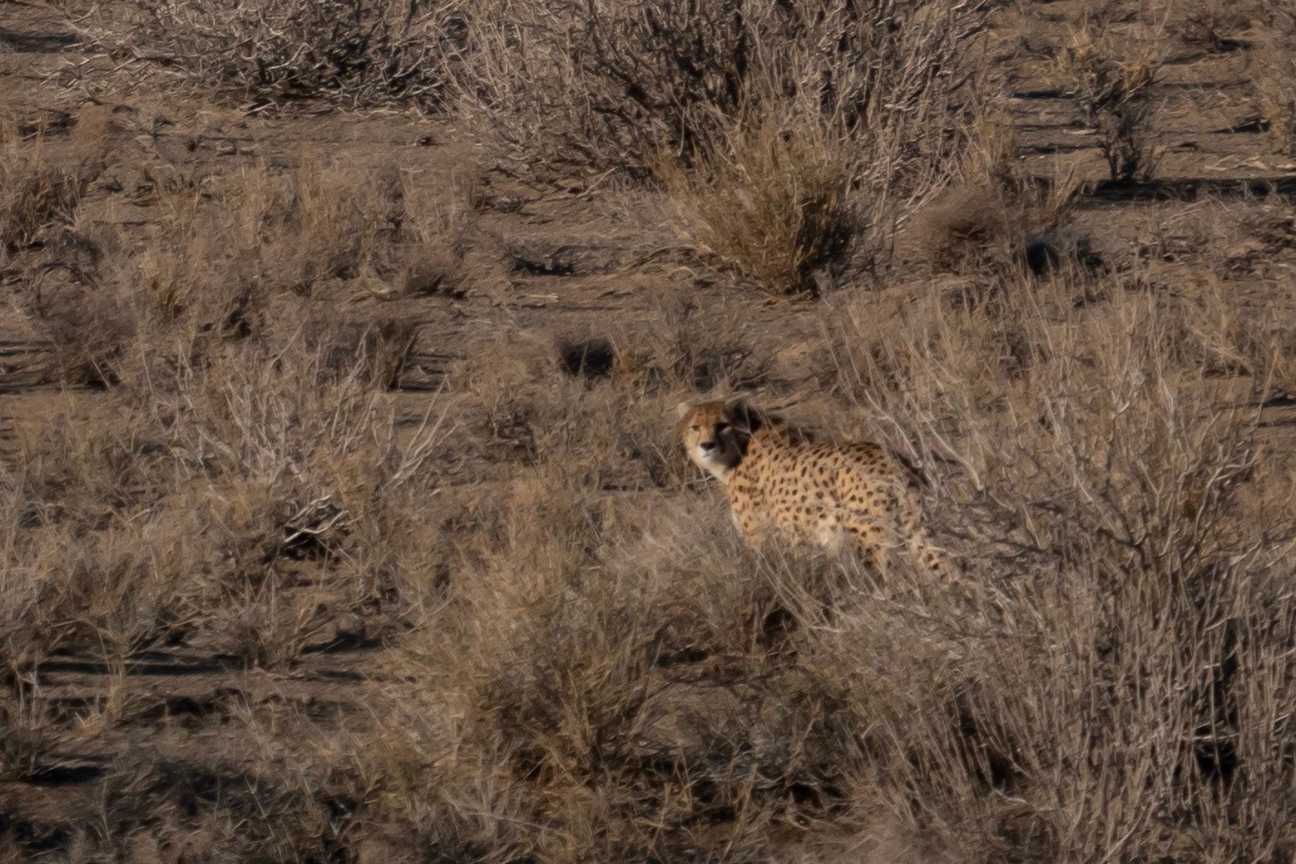 Asiatic Cheetah: The Vanishing Sprinter (image credits: wikimedia)