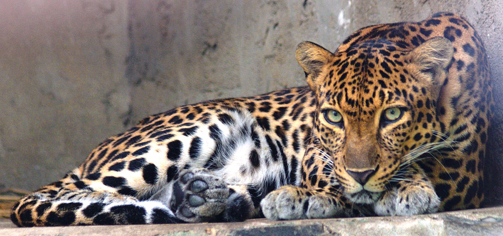 Indochinese Leopard: The Forest’s Shadow (image credits: wikimedia)
