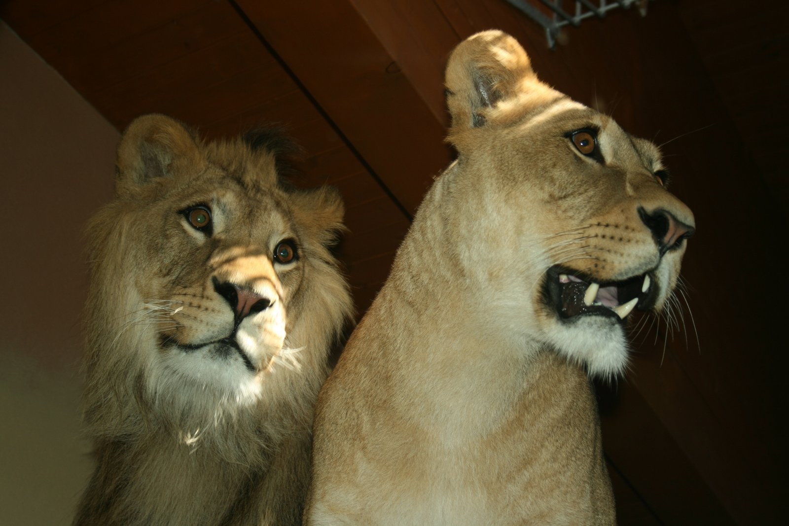West African Lion: The Forgotten King (image credits: wikimedia)