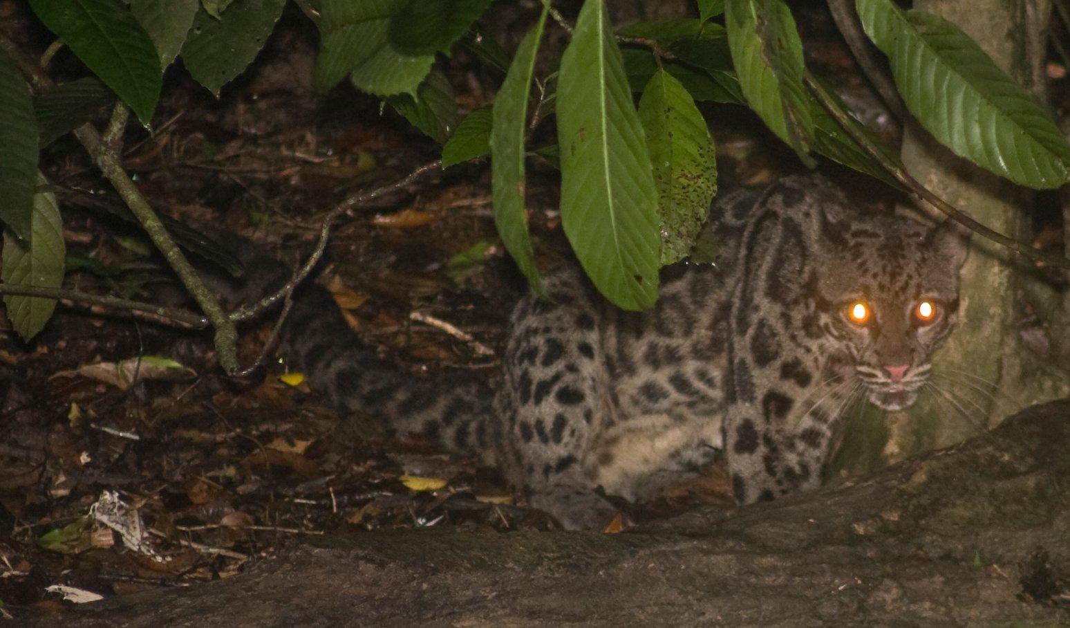 Borneo Clouded Leopard: The Elusive Jewel (image credits: wikimedia)