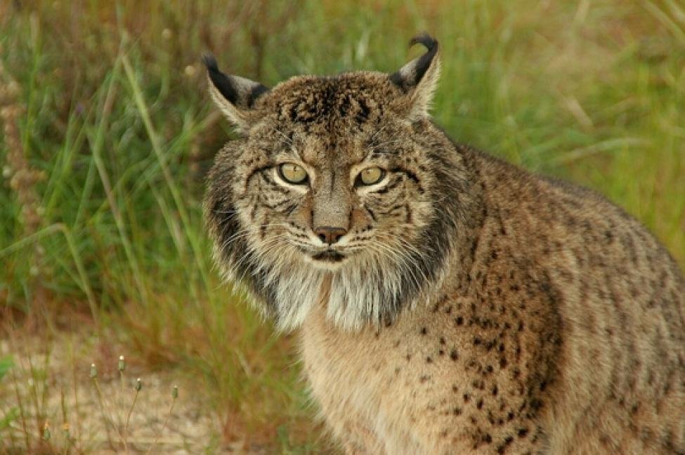 Iberian Lynx: Europe’s Spotless Survivor (image credits: wikimedia)