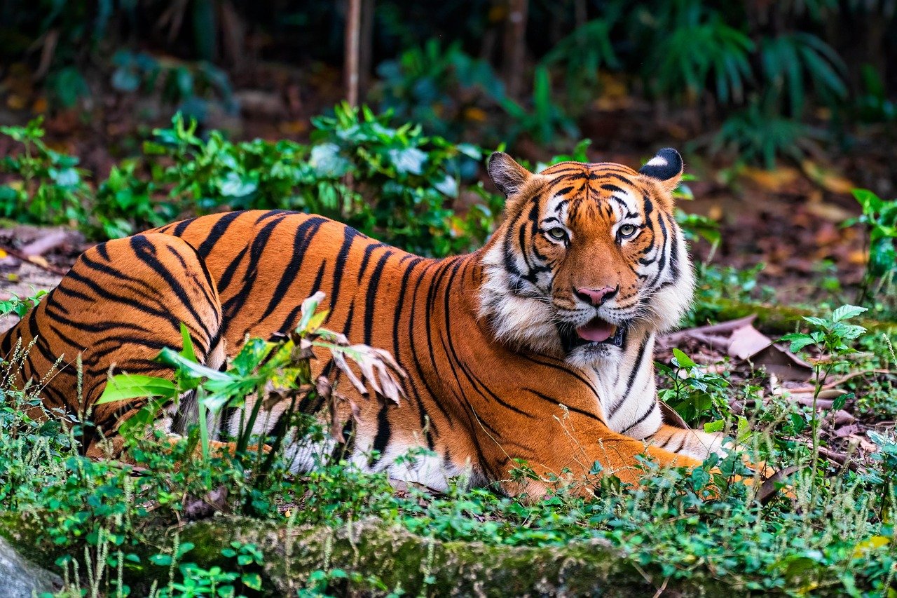 Malayan Tiger: The Forest’s Last Hope (image credits: pixabay)