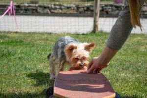 Bored Dogs Are Naughty Dogs: 12 Ways to Mentally Stimulate Your Pup