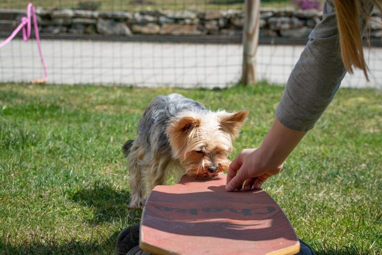 Bored Dogs Are Naughty Dogs: 12 Ways to Mentally Stimulate Your Pup