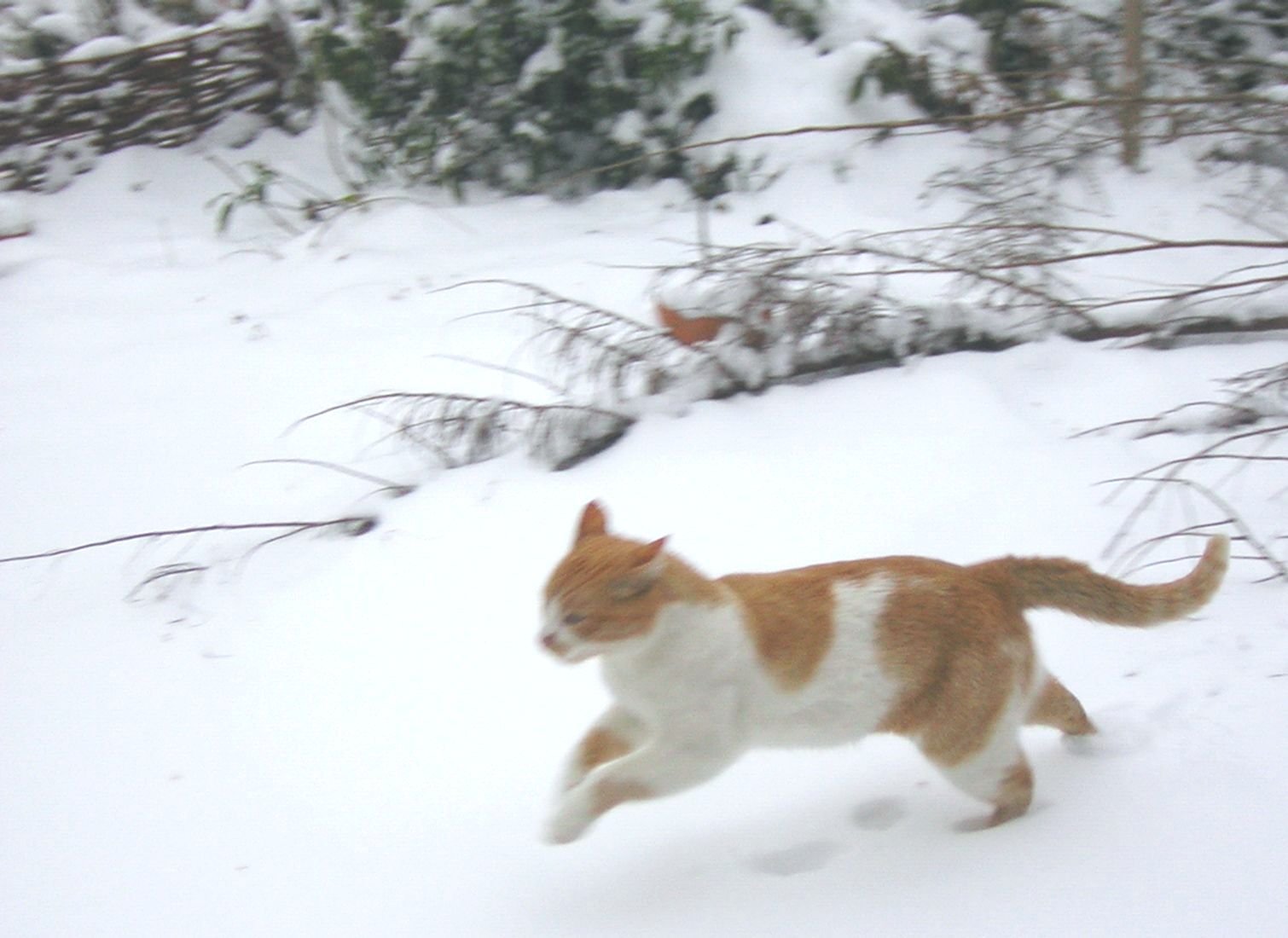 Playful Zoomies (image credits: wikimedia)