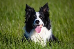How to Manage Anxiety in High-Energy Breeds Like Border Collies