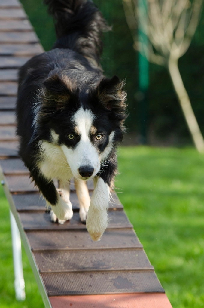 Agility Courses: Bring the Competition Home (image credits: rawpixel)