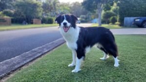 10 Fun Activities to Keep Your Border Collie Thriving in Suburban Backyards