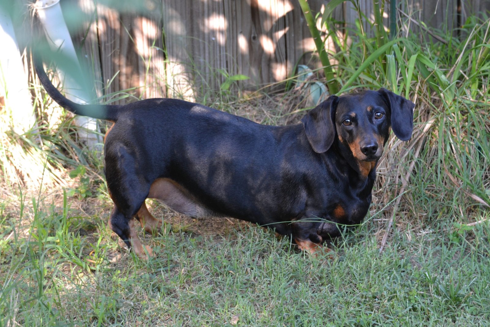 Understanding the Dachshund’s Unique Anatomy (image credits: wikimedia)