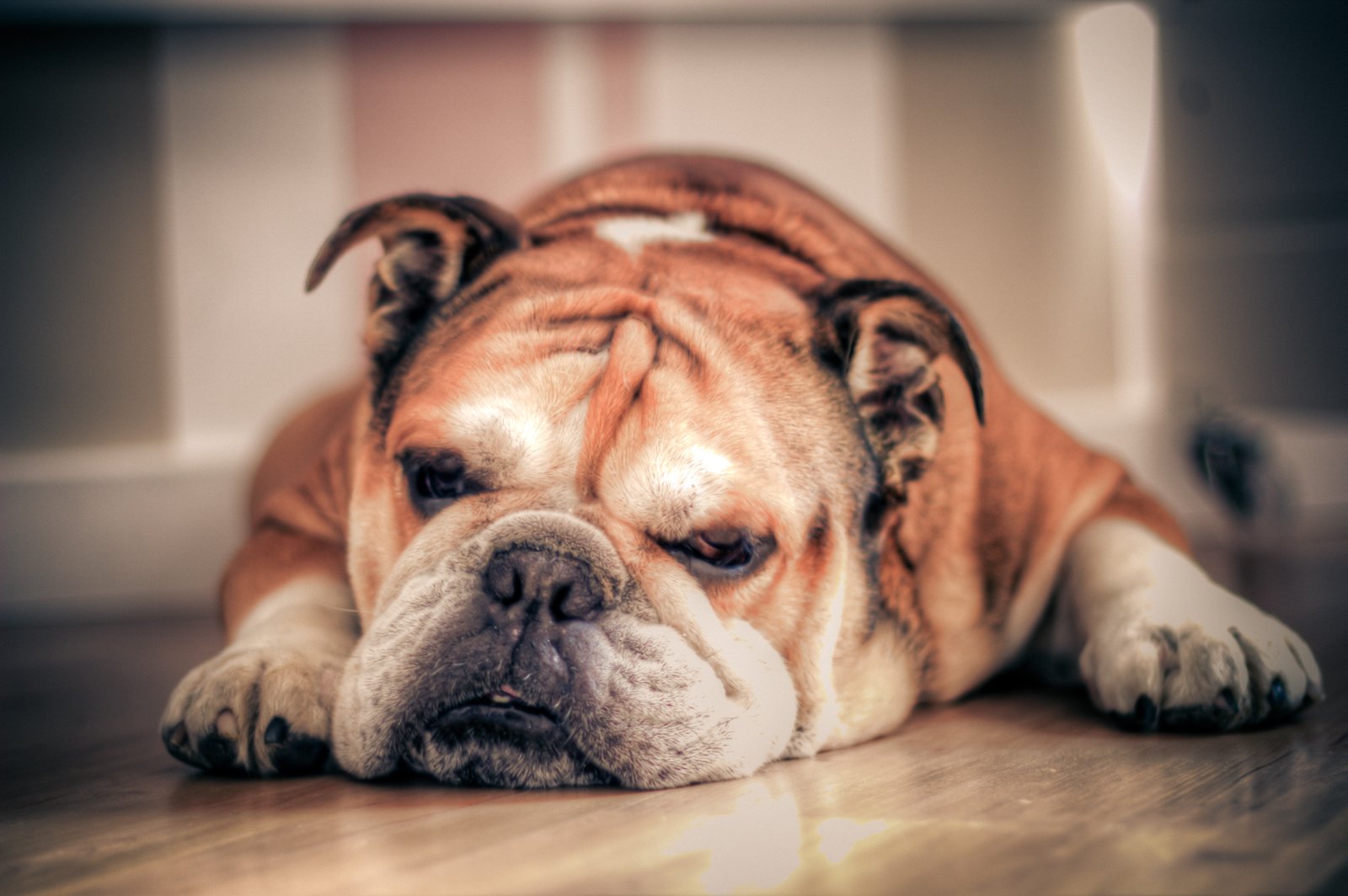 English Bulldog: The Champion of Chill (image credits: wikimedia)