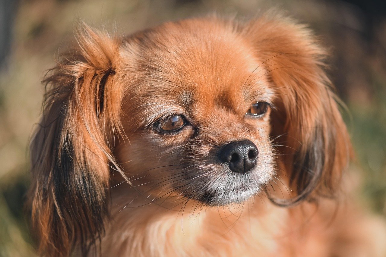 Tibetan Spaniel: The Watchful Lounger (image credits: pixabay)
