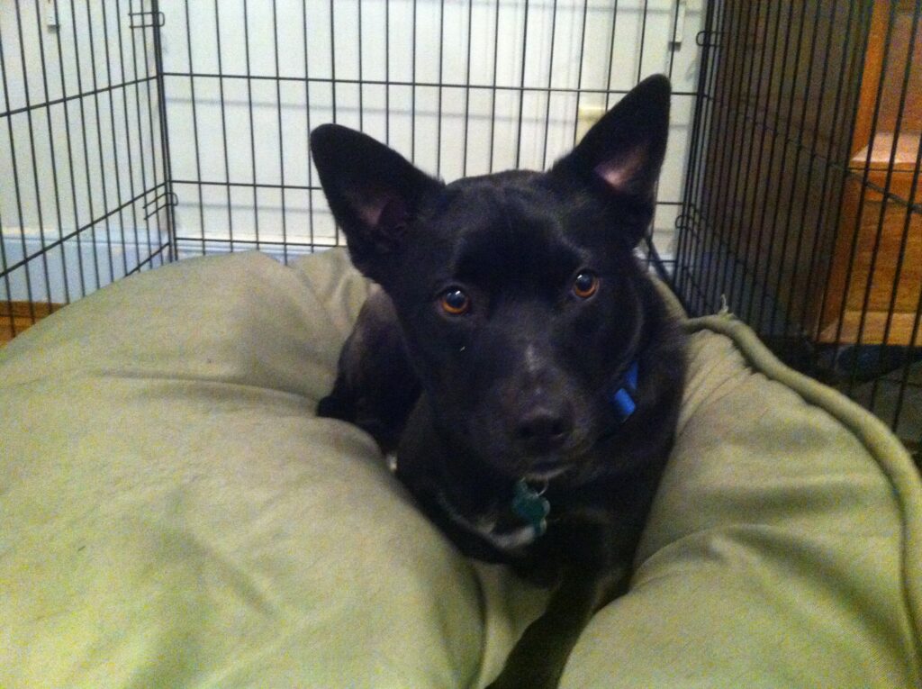 7 Tips on Crate Training For Dogs With Separation Anxiety