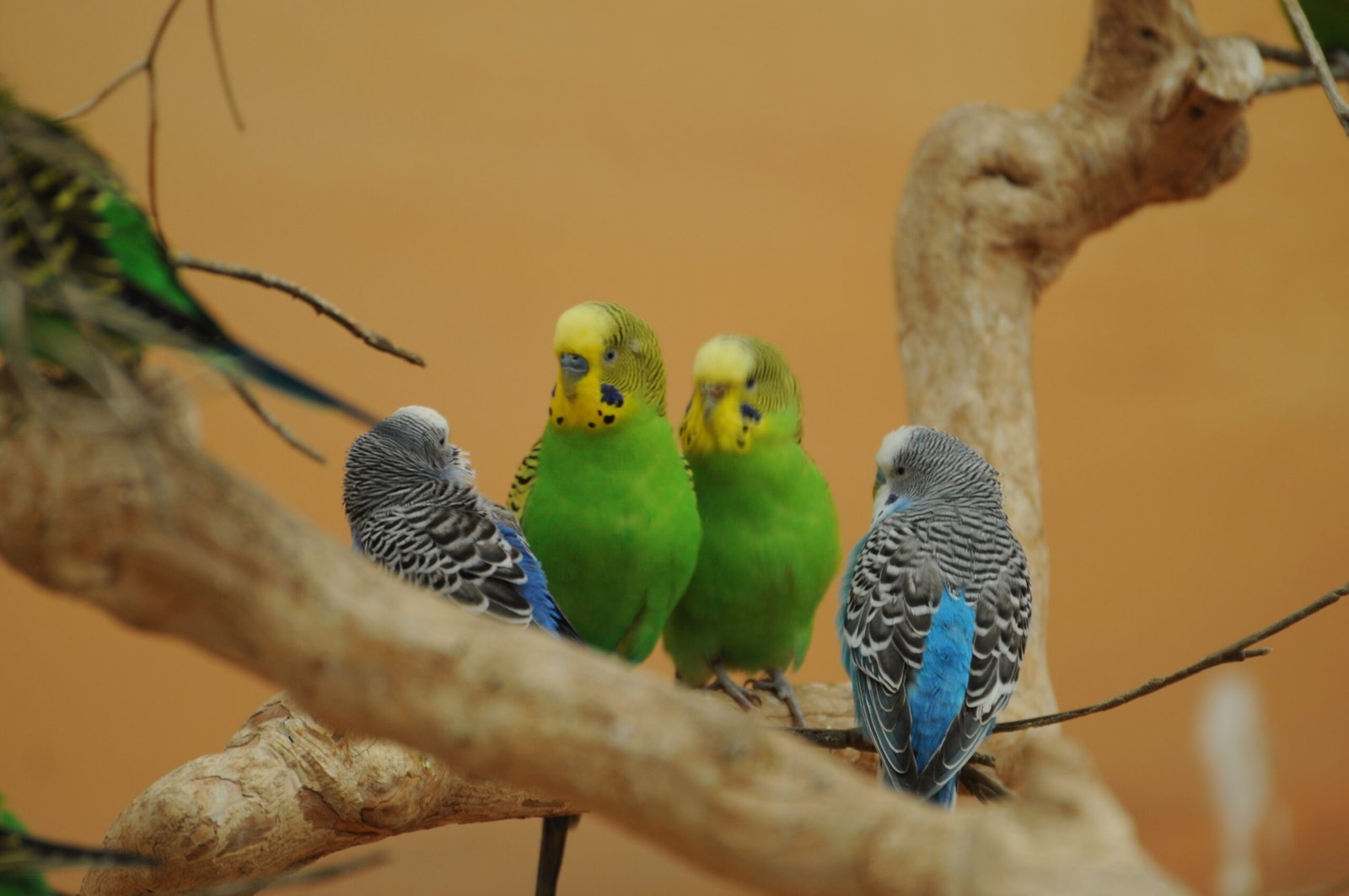 Parakeets: America’s Feathered Sweethearts (image credits: wikimedia)