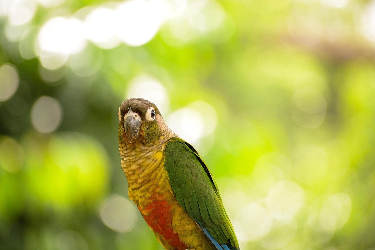Conures: The Life of the Party (image credits: pixabay)