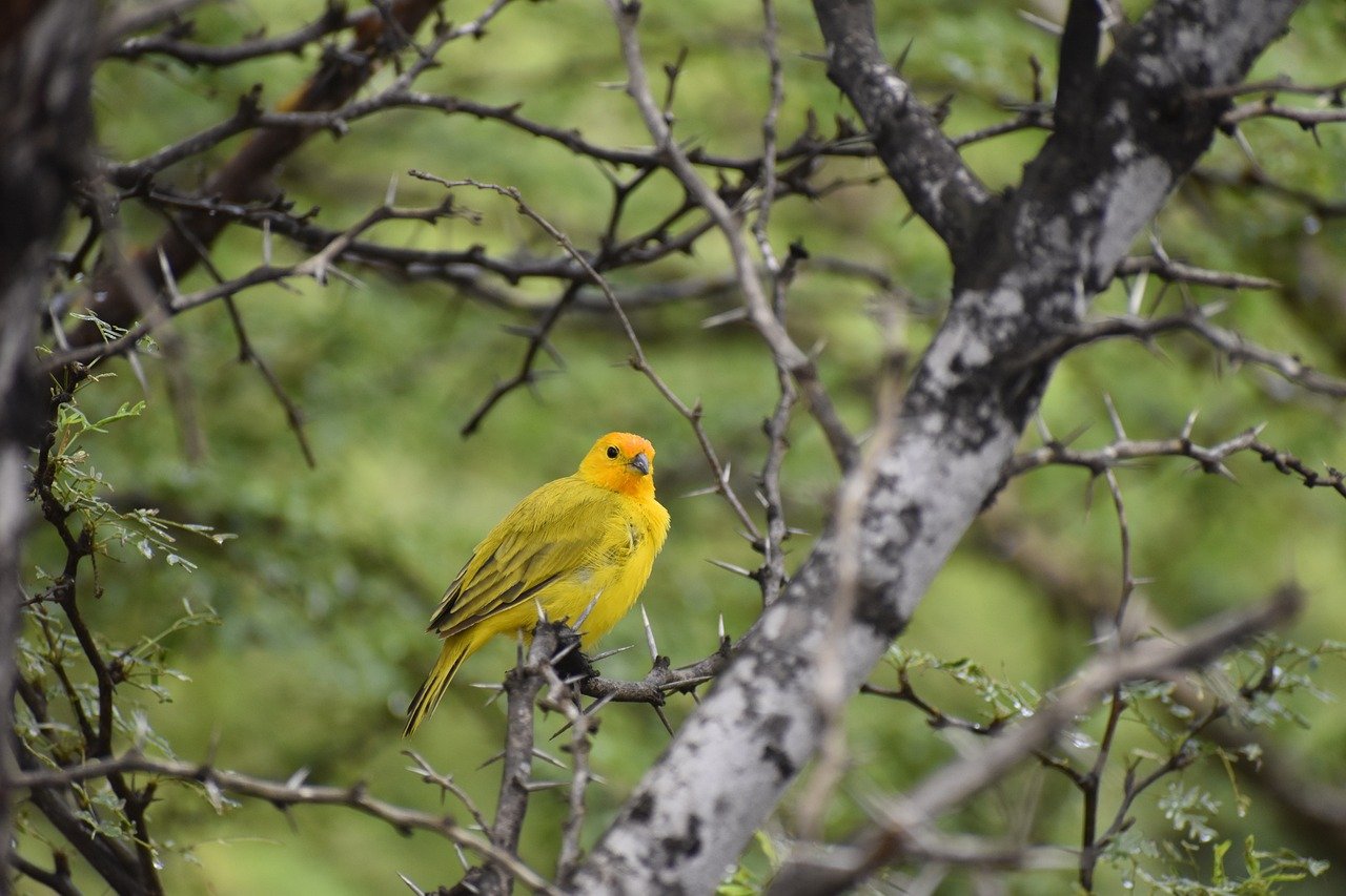 Finches: Tiny, Joyful Songsters (image credits: pixabay)