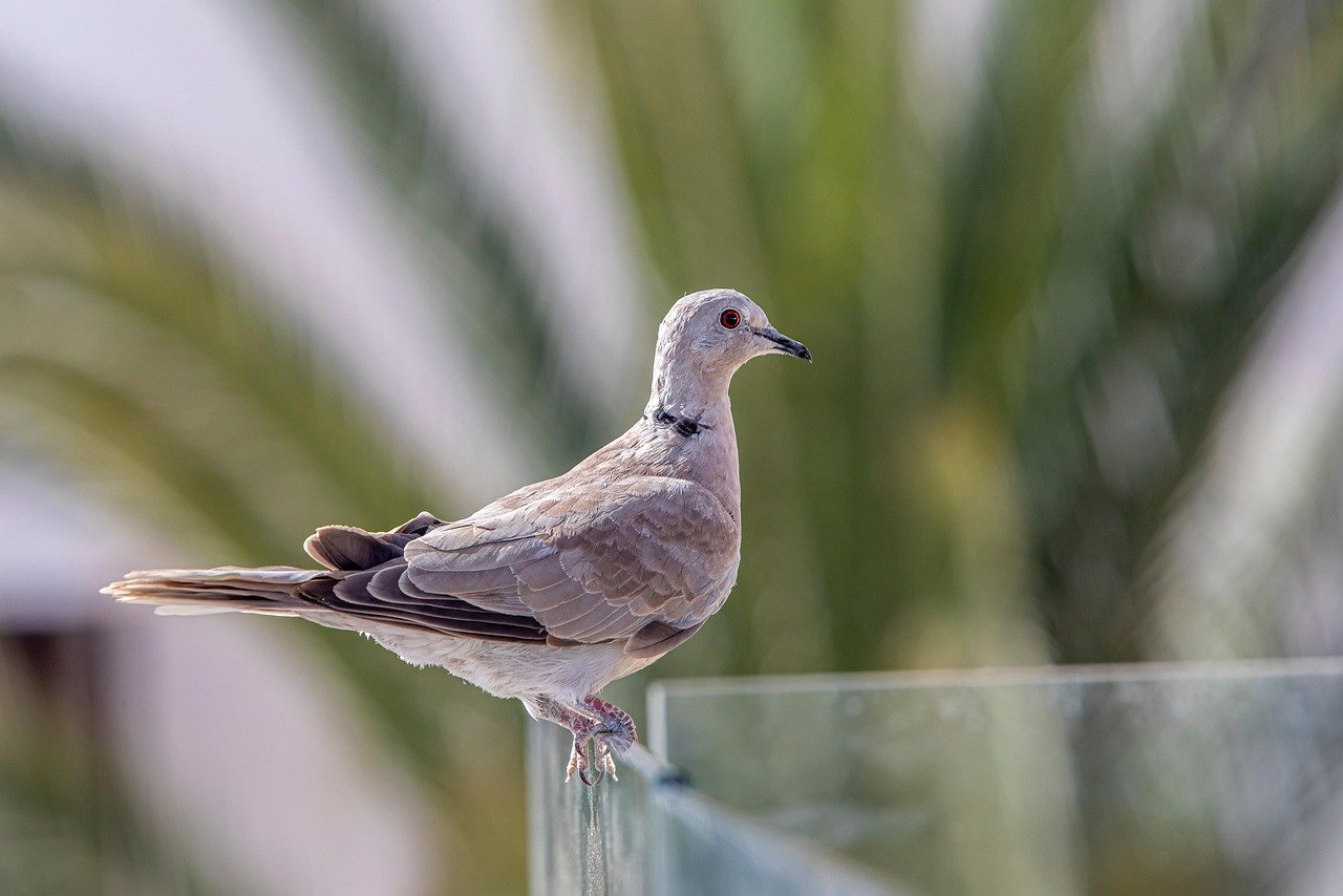 Doves: Gentle Souls in Need of More Appreciation (image credits: pixabay)