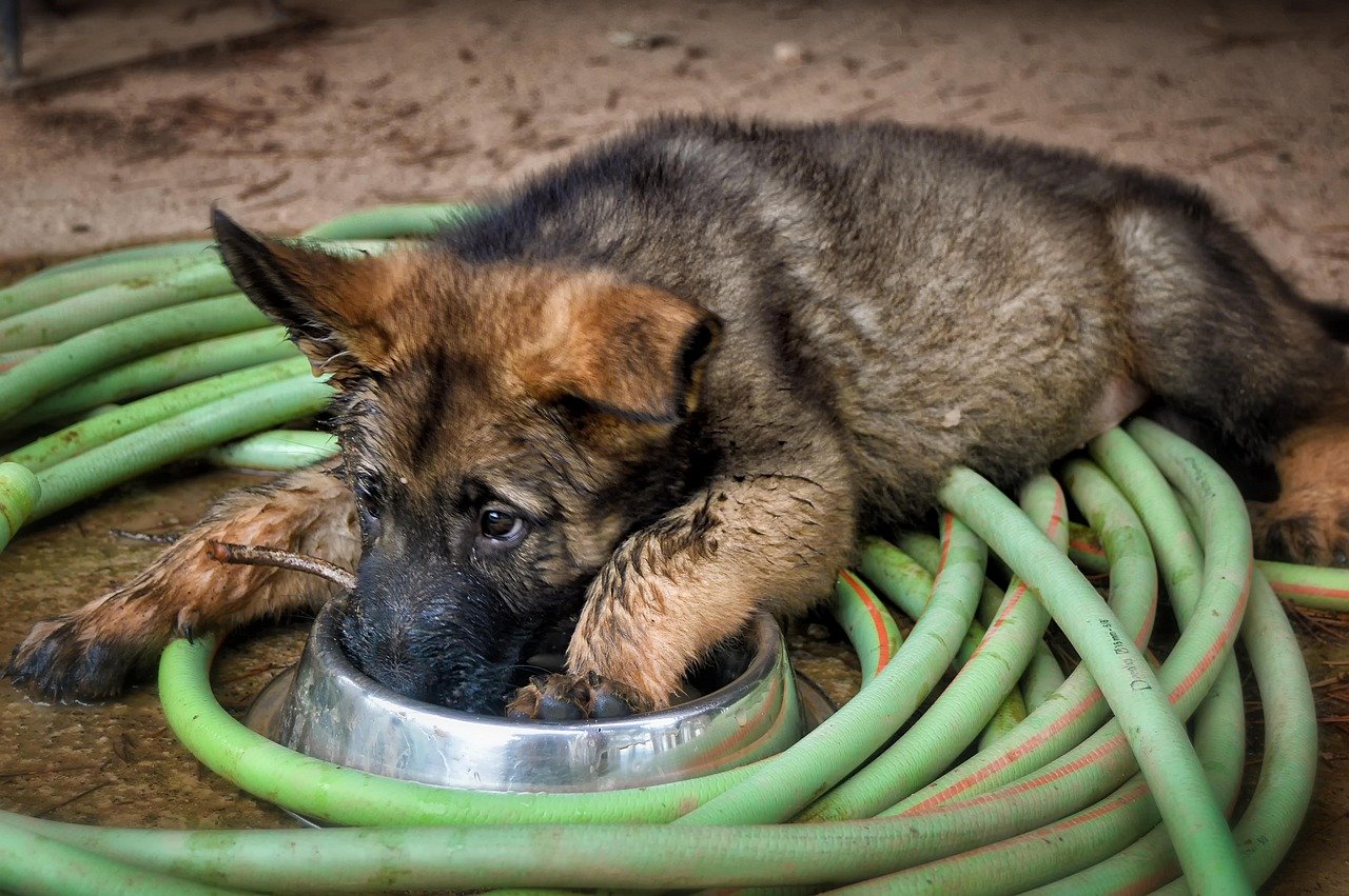 High-Quality Puppy Food (image credits: pixabay)