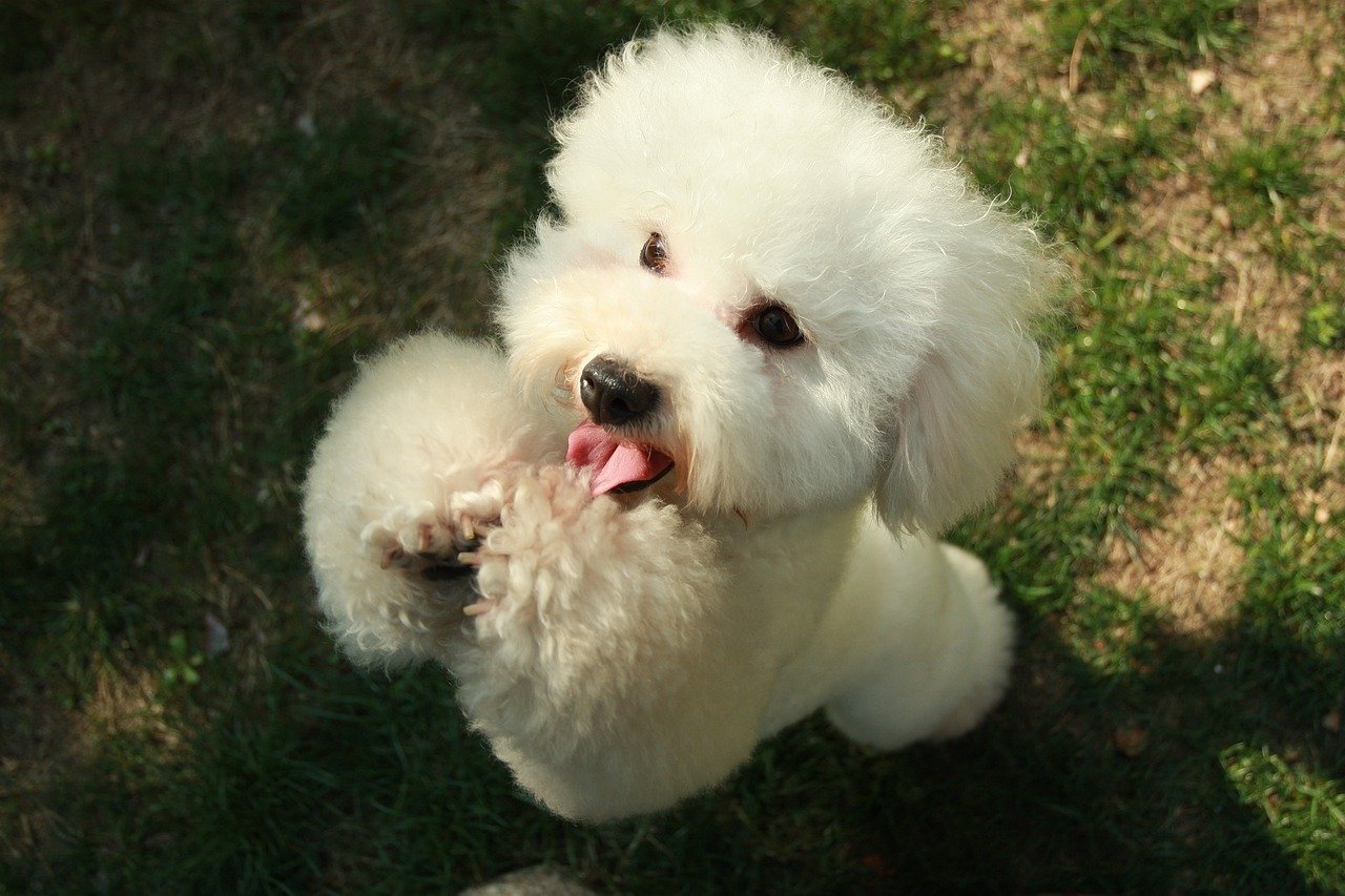 Train with Love (and Treats) (image credits: pixabay)