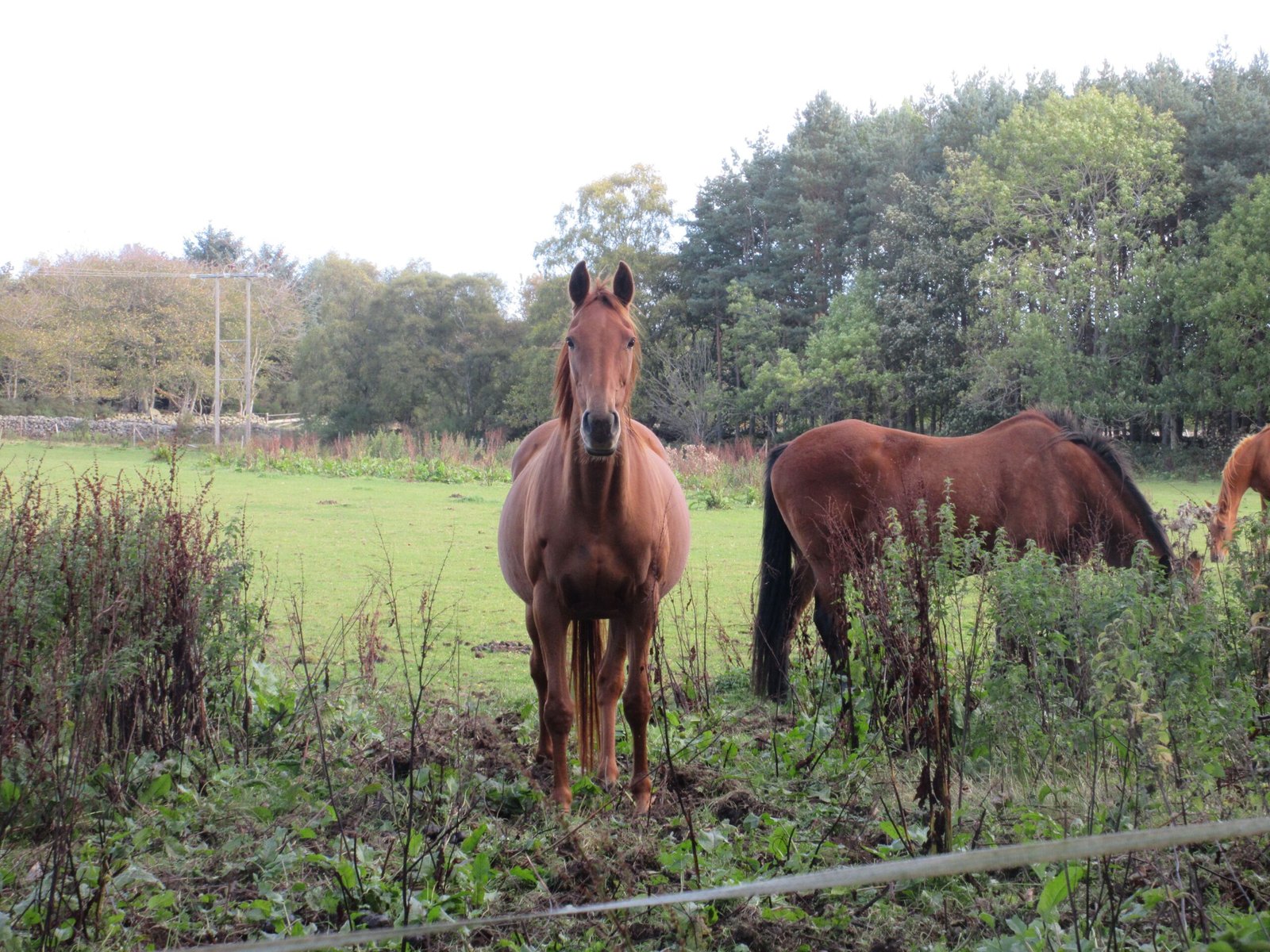 Your Horse Listens Attentively (image credits: wikimedia)