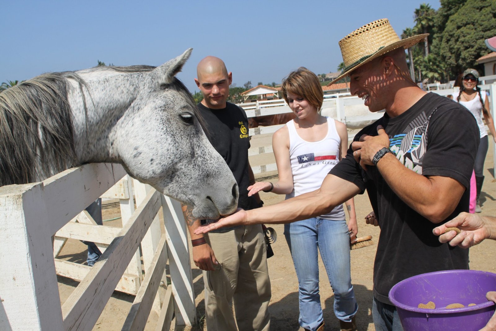 Your Horse Volunteers for Activities (image credits: wikimedia)
